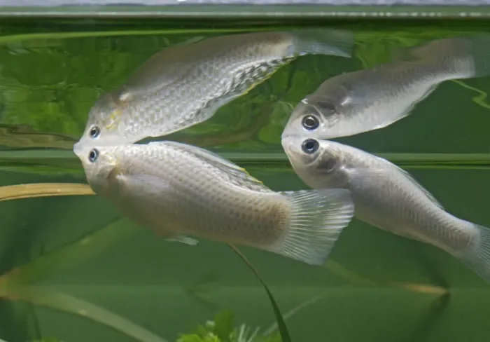 Framed Print : Silver sailfin molly – pair side view – showing reflections - tropical freshwater - variant 002662 Framed Print : Silver sailfin molly – pair side view – showing reflections - tropical freshwater - variant 002662