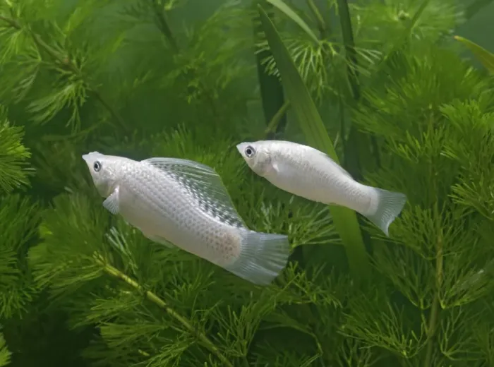 Framed Print : Silver sailfin molly – pair side view - tropical freshwater - variant 002660 Framed Print : Silver sailfin molly – pair side view - tropical freshwater - variant 002660