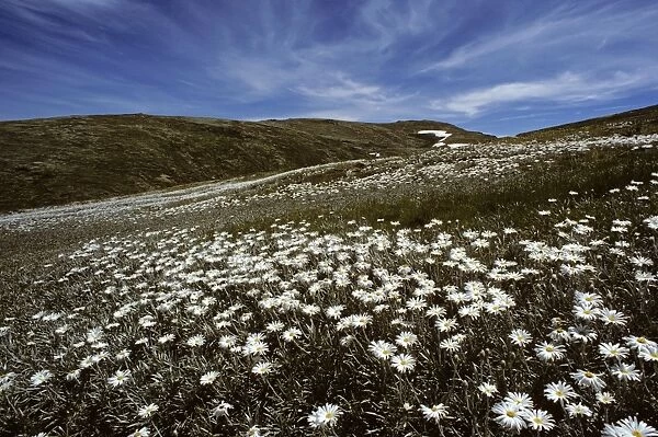 Silver Snow Daisies - Kosciuszko National Park, New South Wales, Australia JPF09487