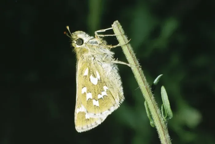 Framed Print : Silver Spotted Skipper LB 1329 Hesperia comma © Ian Beames / ARDEA LONDON Framed Print : Silver Spotted Skipper LB 1329 Hesperia comma © Ian Beames / ARDEA LONDON