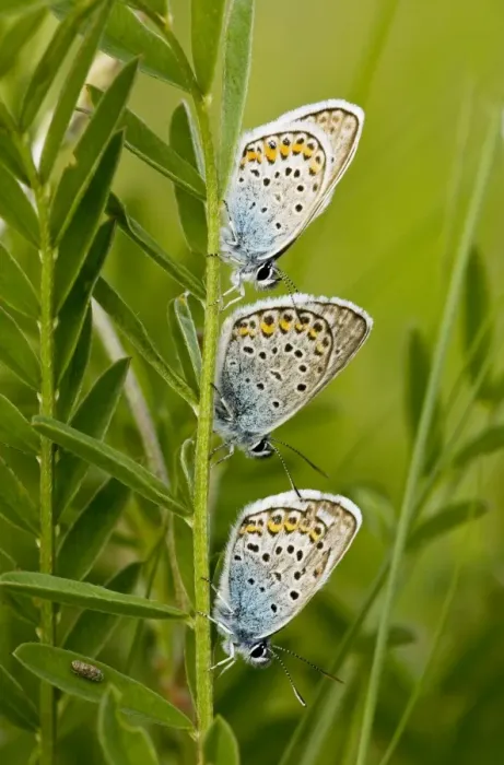 Framed Print : Three Silver-studded Blue Butterflies - roosting at dusk Framed Print : Three Silver-studded Blue Butterflies - roosting at dusk