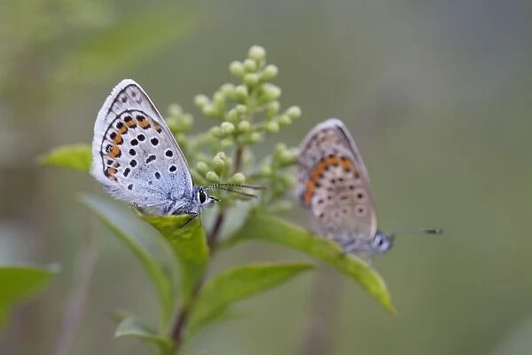 Silver Studded Blue Butterfly - Cornwall - UK
