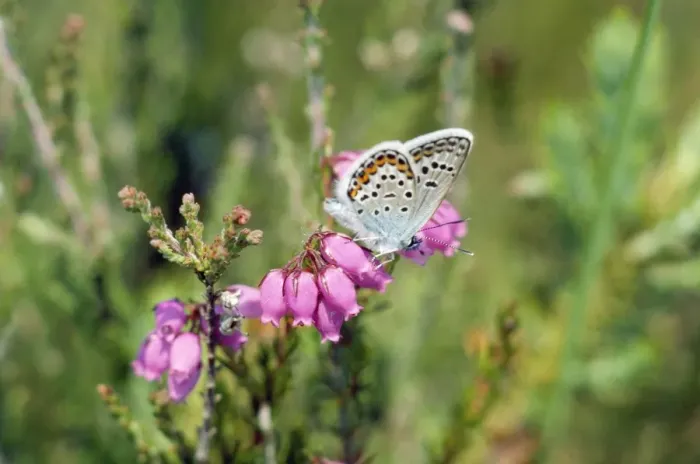Framed Print : Silver-studded Blue Butterfly - male Framed Print : Silver-studded Blue Butterfly - male