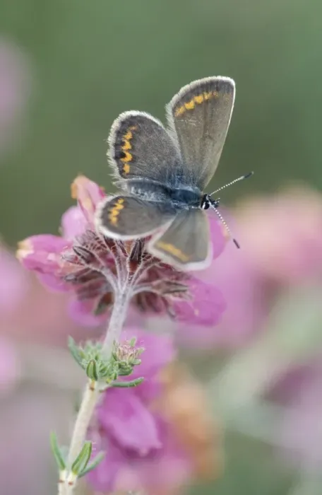 Framed Print : Silver-studded blue - Female on cross-leaved heath Framed Print : Silver-studded blue - Female on cross-leaved heath