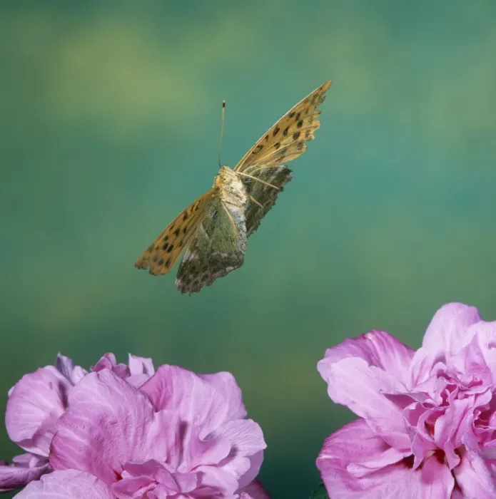 Framed Print : Silver-washed Fritillary Butterfly Framed Print : Silver-washed Fritillary Butterfly