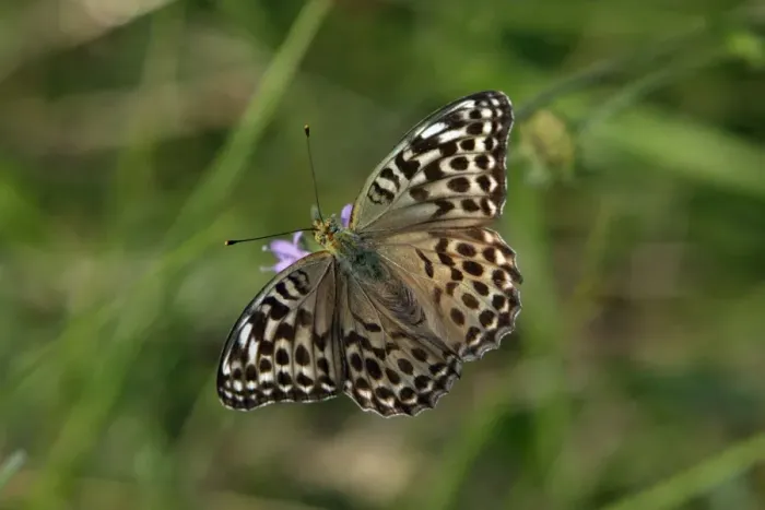 Framed Print : Silver-washed Fritillary Butterfly- Darker coloured variety, feeding on flower, Hessen, Germany Framed Print : Silver-washed Fritillary Butterfly- Darker coloured variety, feeding on flower, Hessen, Germany