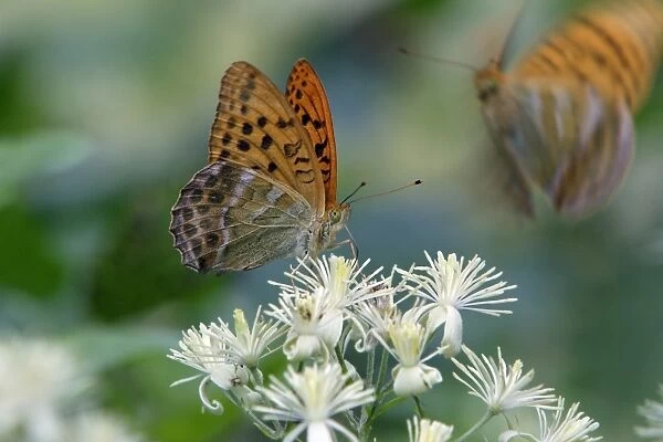 Silver-washed Fritillary Butterfly- feeding on blossom of Travellers Joy, Hessen, Germany