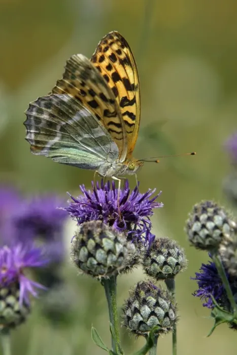 Framed Print : Silver-washed Fritillary Butterfly- feeding on Greater Knapweed flower, Hessen, Germany Framed Print : Silver-washed Fritillary Butterfly- feeding on Greater Knapweed flower, Hessen, Germany