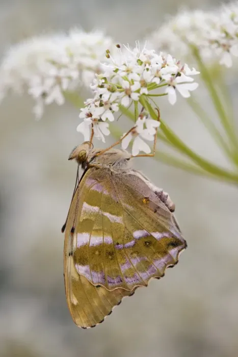 Framed Print : Silver Washed Fritillary Butterfly - female on hogweed - UK