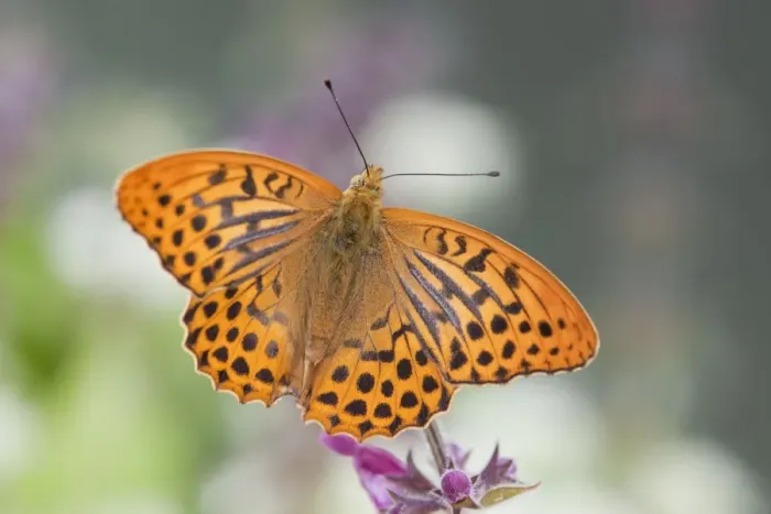 Framed Print : Silver Washed Fritillary Butterfly - male - UK Framed Print : Silver Washed Fritillary Butterfly - male - UK