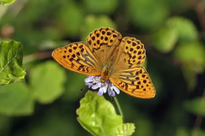 Framed Print : Silver-washed Fritillary Butterfly- with wings opened wide, sunning itself, Hessen, Germany Framed Print : Silver-washed Fritillary Butterfly- with wings opened wide, sunning itself, Hessen, Germany