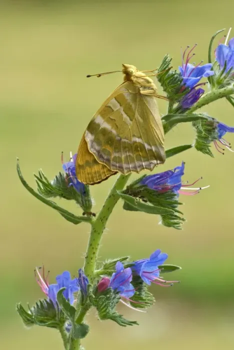 Framed Print : Silver-washed fritillary Underside, resting on vipers bugloss Aggtelek National Park Hungary Framed Print : Silver-washed fritillary Underside, resting on vipers bugloss Aggtelek National Park Hungary