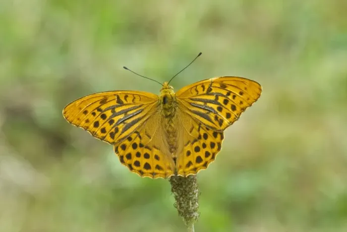 Framed Print : Silver-washed fritillary Upperside, male Bukk National Park Hungary Framed Print : Silver-washed fritillary Upperside, male Bukk National Park Hungary