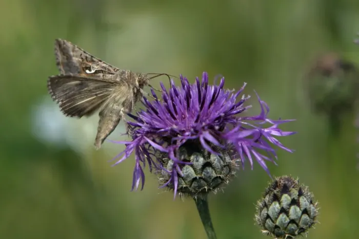 Framed Print : Silver Y Moth- feeding on Greater Knapweed flower, Hessen, Germany Framed Print : Silver Y Moth- feeding on Greater Knapweed flower, Hessen, Germany