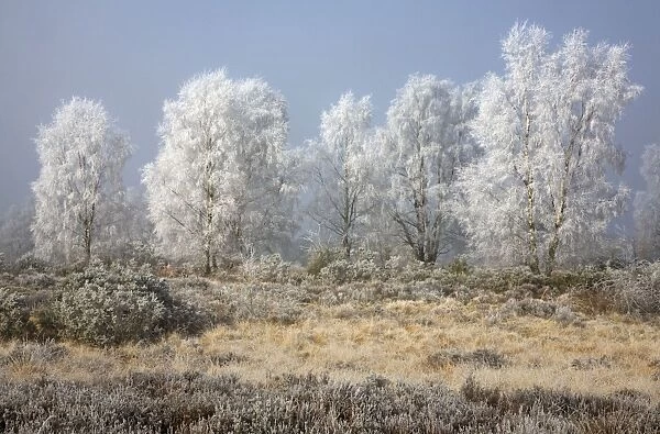 Silverbirch Trees covered in hoar frost on Cannock Chase - Cannock - Staffordshire - England
