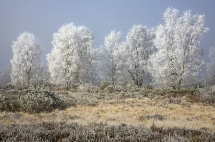 Framed Print : Silverbirch Trees covered in hoar frost on Cannock Chase - Cannock - Staffordshire - England Framed Print : Silverbirch Trees covered in hoar frost on Cannock Chase - Cannock - Staffordshire - England