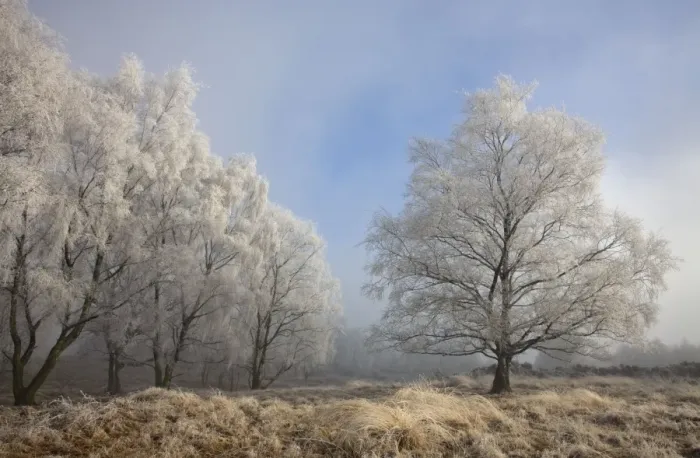 Framed Print : Silverbirch Trees covered in hoar frost on Cannock Chase - Cannock - Staffordshire - England Framed Print : Silverbirch Trees covered in hoar frost on Cannock Chase - Cannock - Staffordshire - England