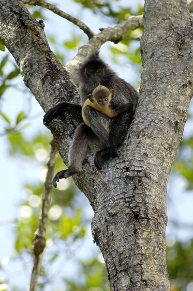 Silvered Langur with an infant (baby-langurs are orange-coloured) rests on a tree near Labuk Bay Proboscis Monkey Sanctuary; Labuk Bay, Sabah, Borneo, Malaysia; June Ma39. 3022