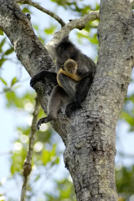 Framed Print : Silvered Langur with an infant (baby-langurs are orange-coloured) rests on a tree near Labuk Bay Proboscis Monkey Sanctuary; Labuk Bay, Sabah, Borneo, Malaysia; June Ma39. 3022 Framed Print : Silvered Langur with an infant (baby-langurs are orange-coloured) rests on a tree near Labuk Bay Proboscis Monkey Sanctuary; Labuk Bay, Sabah, Borneo, Malaysia; June Ma39. 3022