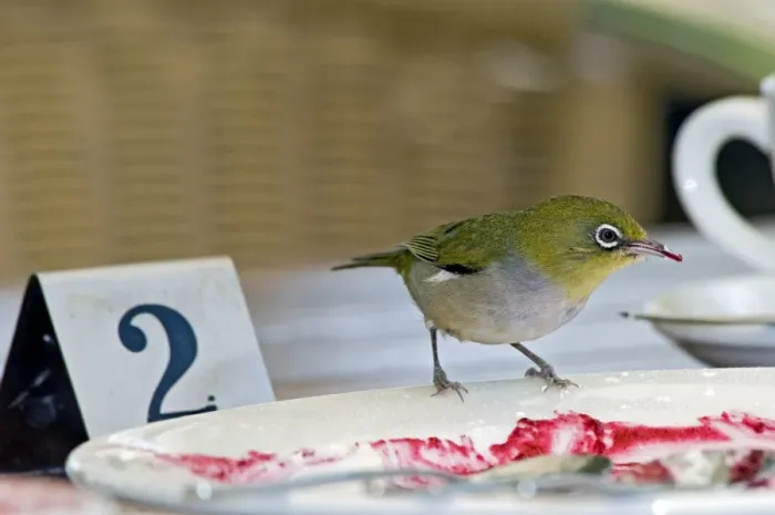 Framed Print : Silvereye - feeding on jam at restaurant table - south-western and eastern Australia. Margaret River, Western Australia Framed Print : Silvereye - feeding on jam at restaurant table - south-western and eastern Australia. Margaret River, Western Australia
