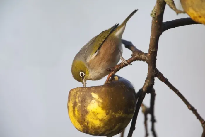 Framed Print : Silvereye Feeding on unpicked apples in winter in rural Waikato near Hamilton, New Zealand Framed Print : Silvereye Feeding on unpicked apples in winter in rural Waikato near Hamilton, New Zealand