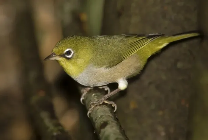 Framed Print : Silvereye This is the green-backed Western Australian form. Coming to drink at a leaking tank near Cape Naturaliste Lighthouse, Western Australia Framed Print : Silvereye This is the green-backed Western Australian form. Coming to drink at a leaking tank near Cape Naturaliste Lighthouse, Western Australia