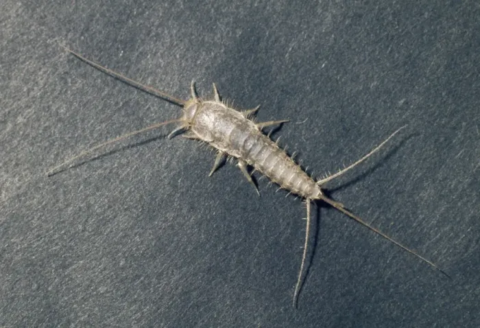 Framed Print : Silverfish Framed Print : Silverfish