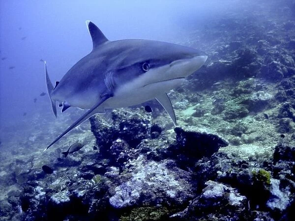 Silvertip Shark - The most beautiful of all sharks. Found around Indo Pacific, tropical reefs Shark Reef, Fiji Islands
