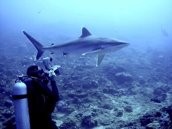 Silvertip shark - Camerman filming Silvertip, Potentially dangerous