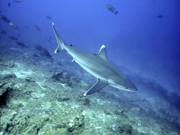 Silvertip Shark - Feeds on small sharks, rays, fish Shark Reef, Fiji Islands