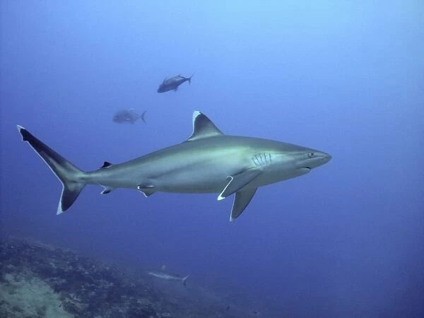 Silvertip Shark - potentially dangerous. Found Tropical Indo Pacific Shark Reef, Fiji Islands