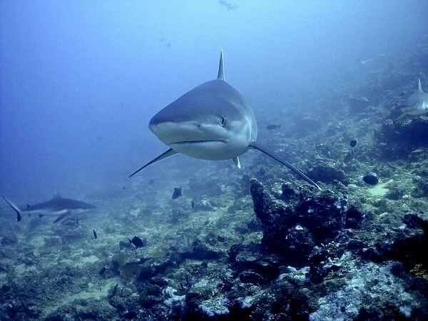 Silvertip Shark - Potentially dangerous, found around Indo Pacific tropical reefs Shark Reef, Fiji Islands