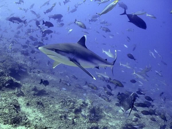 Silvertip Shark - swimming through school of fish, potentially dangerous Shark Reef, Fiji Islands