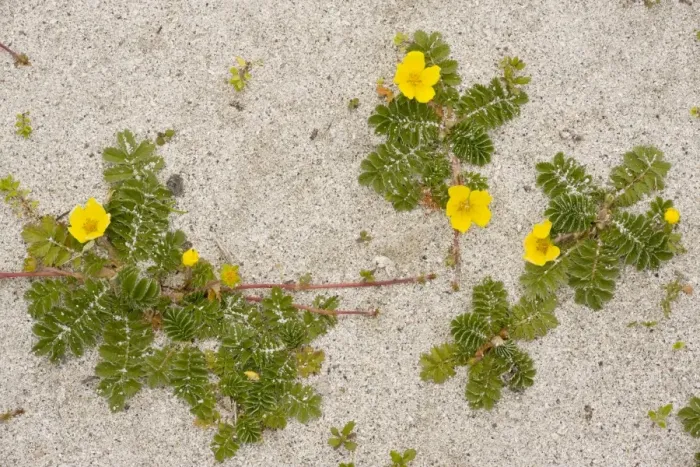 Framed Print : Silverweed - growing in clumps on sand on South Uist, Outer Hebrides, Scotland Framed Print : Silverweed - growing in clumps on sand on South Uist, Outer Hebrides, Scotland