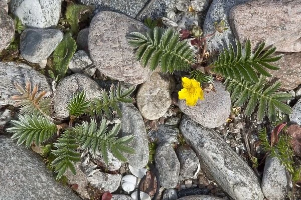 Silverweed - growing between cobbles - Balranald RSPB reserve - North Uist - Outer Hebrides - Scotland