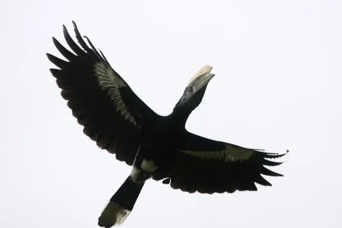 Framed Print : Silvery-cheeked Hornbill - in flight. Awasa - Arsi Region - Ethiopia