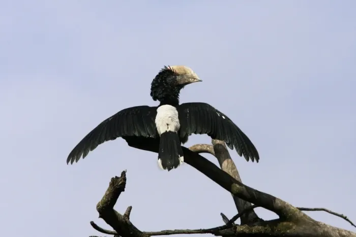 Framed Print : Silvery-cheeked Hornbill - with wings spread. Awasa - Arsi Region - Ethiopia Framed Print : Silvery-cheeked Hornbill - with wings spread. Awasa - Arsi Region - Ethiopia