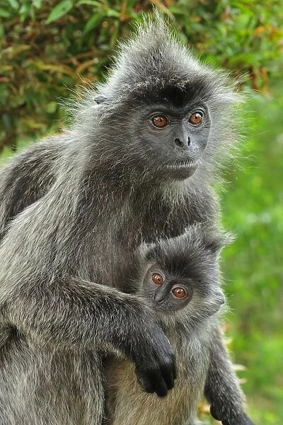 Silvery Lutung  /  Silvered Leaf Monkey  /  Silvery Langur - mother with juvenile - Kuala Selangor Nature Park - West Malaysia