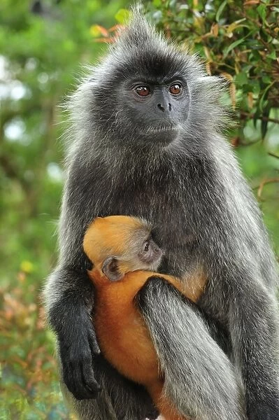 Silvery Lutung  /  Silvered Leaf Monkey  /  Silvery Langur - mother with baby - Kuala Selangor Nature Park - West Malaysia