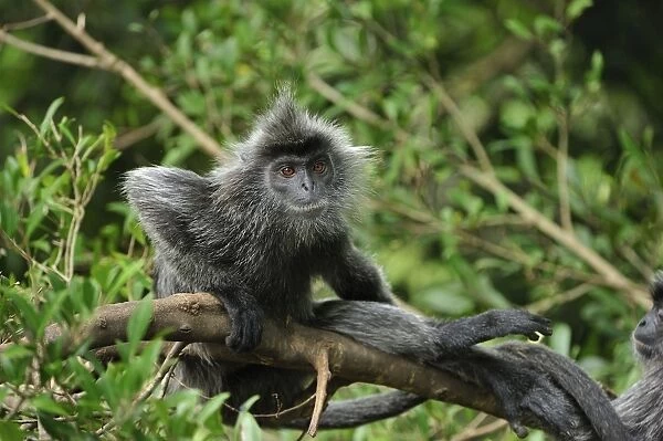 Silvery Lutung  /  Silvered Leaf Monkey  /  Silvery Langur - Kuala Selangor Nature Park - West Malaysia