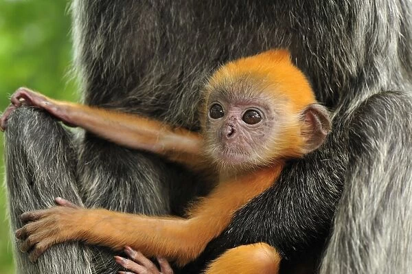 Silvery Lutung  /  Silvered Leaf Monkey  /  Silvery Langur - mother with baby - young are born with orange fur but this changes to the adult colour after 3-5 months - Kuala Selangor Nature Park - West Malaysia