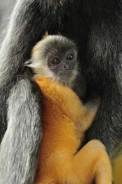Silvery Lutung  /  Silvered Leaf Monkey  /  Silvery Langur - mother with baby - young are born with orange fur but this changes to the adult colour after 3-5 months - Kuala Selangor Nature Park - West Malaysia