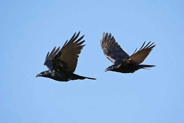 Sinaloan Crow or Sinaloa Crow. Nayarit, Mexico in March