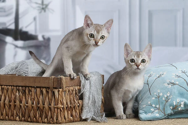 SINGAPURA. Singapura kittens in a basket indoors