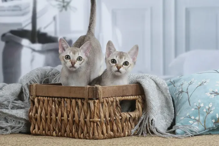 Framed Print : SINGAPURA. Singapura kittens in a basket indoors Framed Print : SINGAPURA. Singapura kittens in a basket indoors
