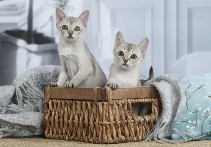 Framed Print : SINGAPURA. Singapura kittens in a basket indoors Framed Print : SINGAPURA. Singapura kittens in a basket indoors