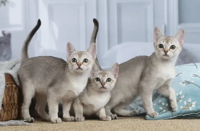Framed Print : SINGAPURA. Singapura kittens indoors Framed Print : SINGAPURA. Singapura kittens indoors