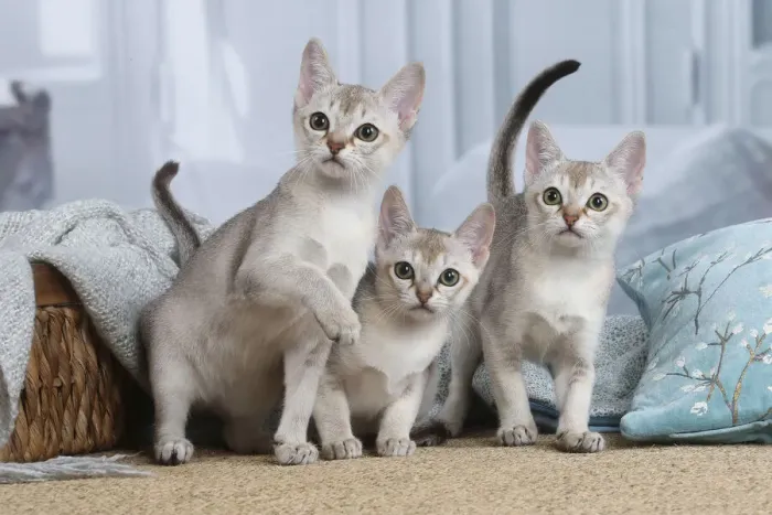 Framed Print : SINGAPURA. Singapura kittens indoors Framed Print : SINGAPURA. Singapura kittens indoors