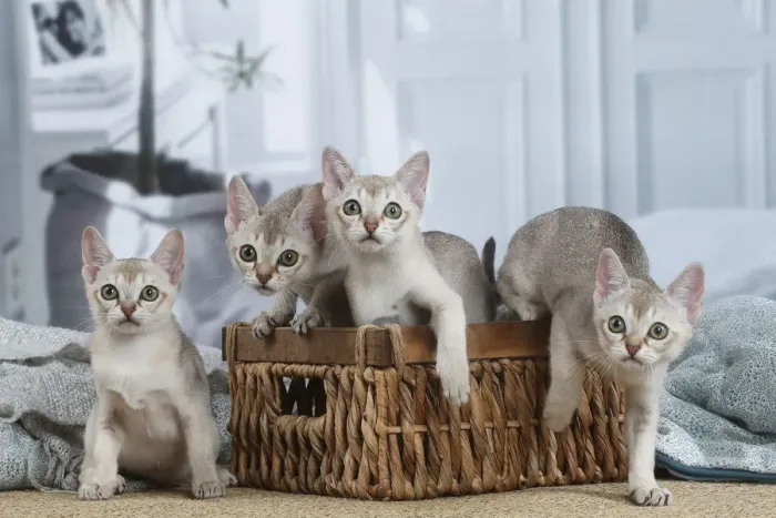 Framed Print : SINGAPURA. Singapura kittens in a basket indoors Framed Print : SINGAPURA. Singapura kittens in a basket indoors