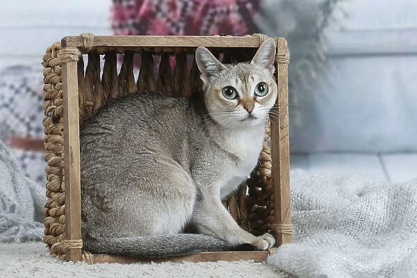 SINGAPURA. Singapura cat indoors in a basket